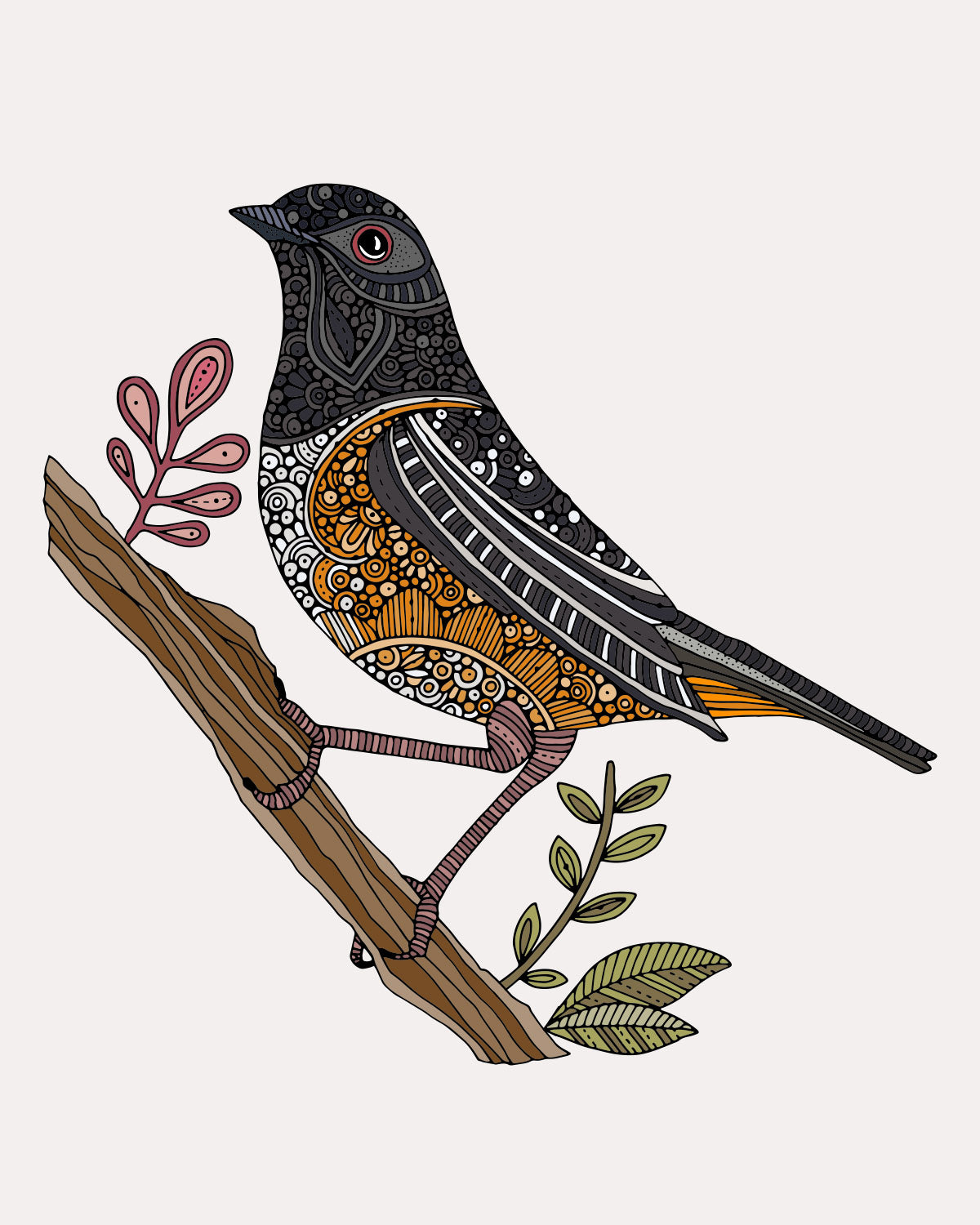 Josie the Spotted Towhee