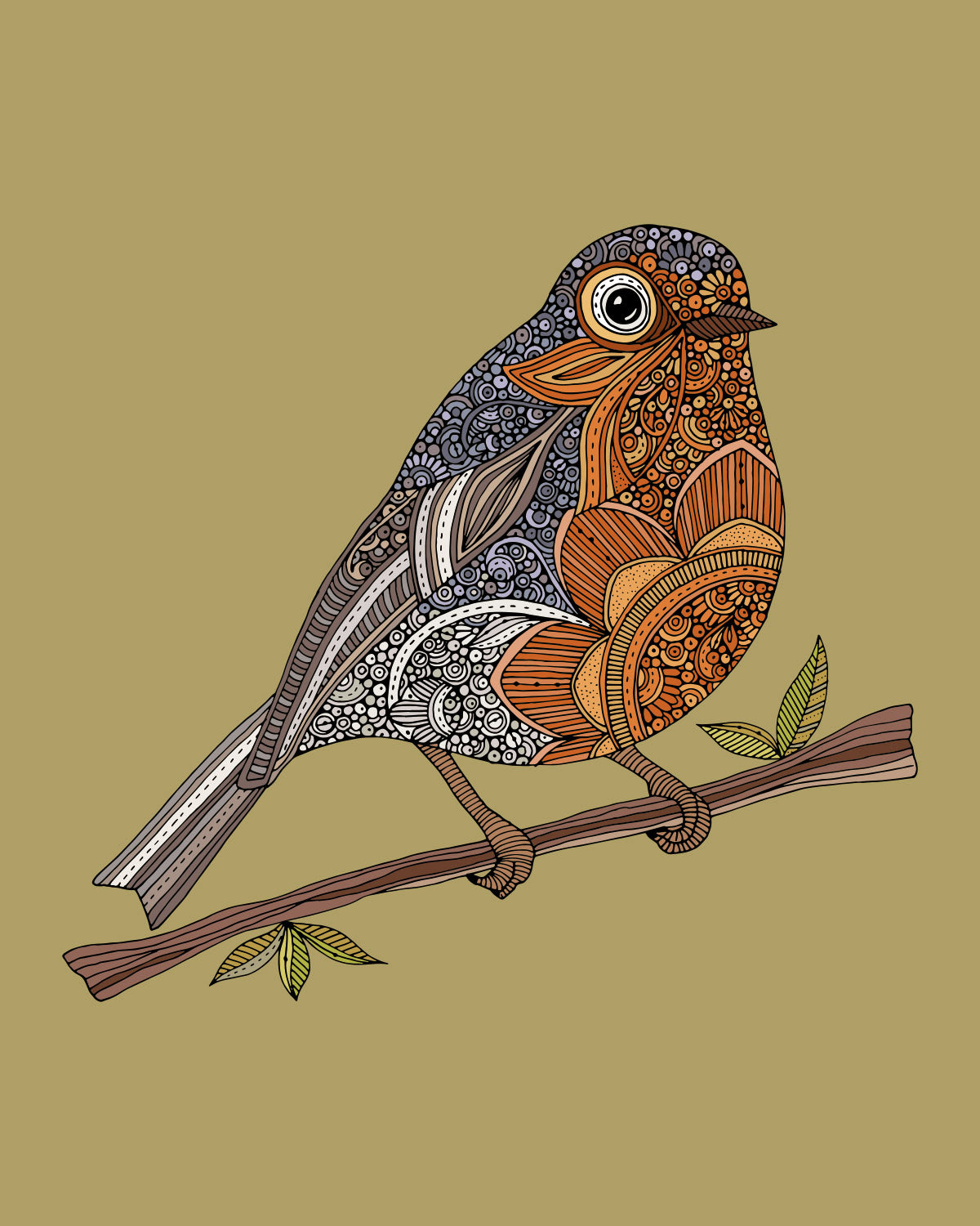 Isabella the robin
